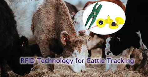 rfid chips for cattle|rfid cattle tracking.